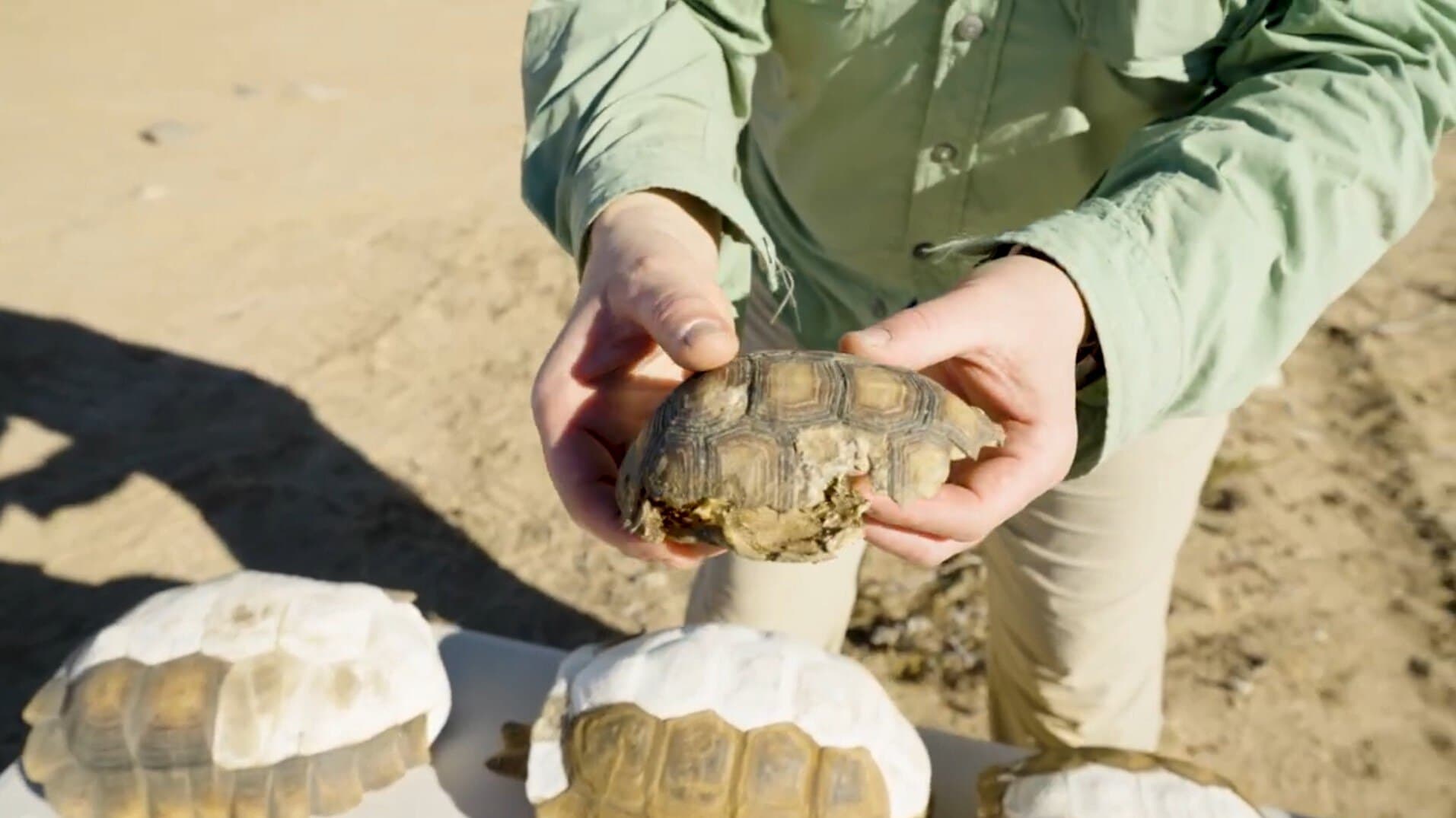 Biologist's hands holding a Mojave desert tortoise